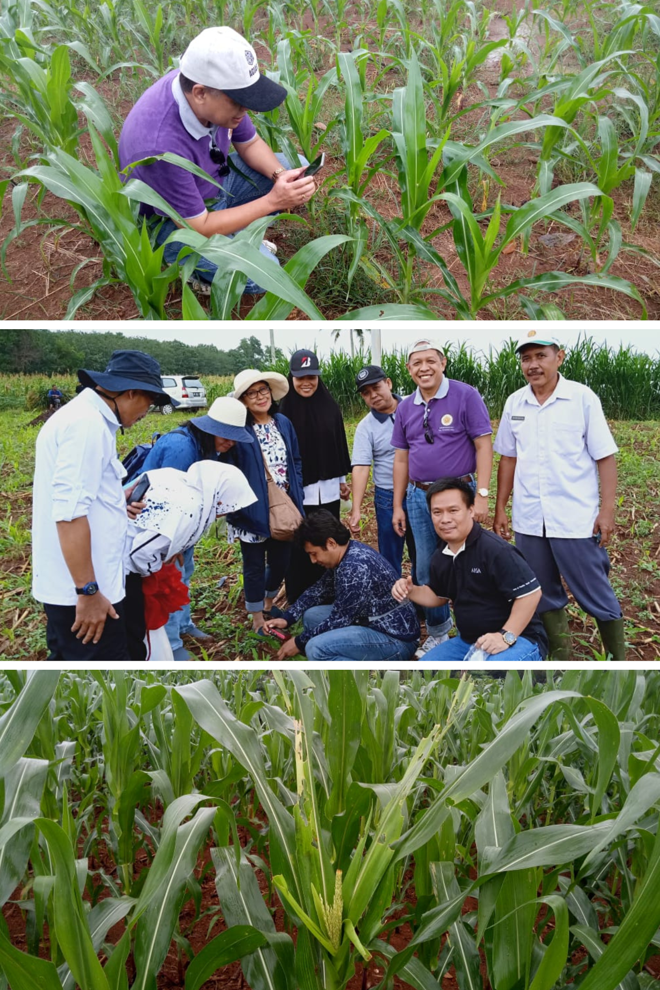 Eksplorasi Ulat Grayak Jagung