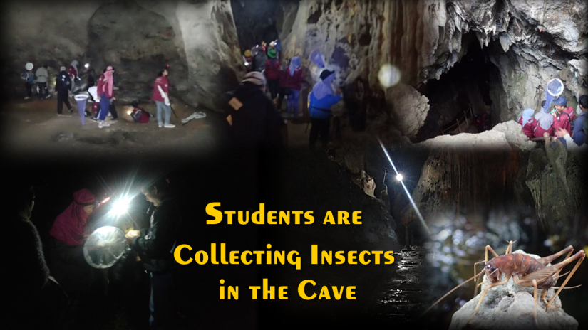 STUDENTS ARE COLLECTING INSECTS IN THE CAVE – Master in Pest Science